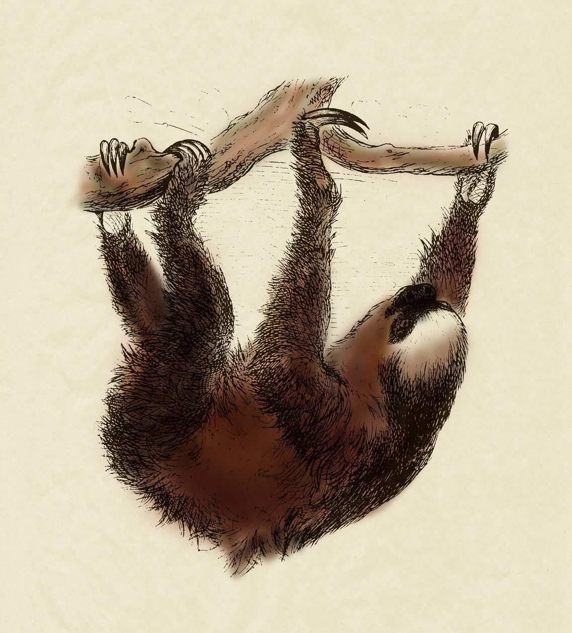 动物学：懒惰（Bradypus tridactylus） 作者 未知艺术家