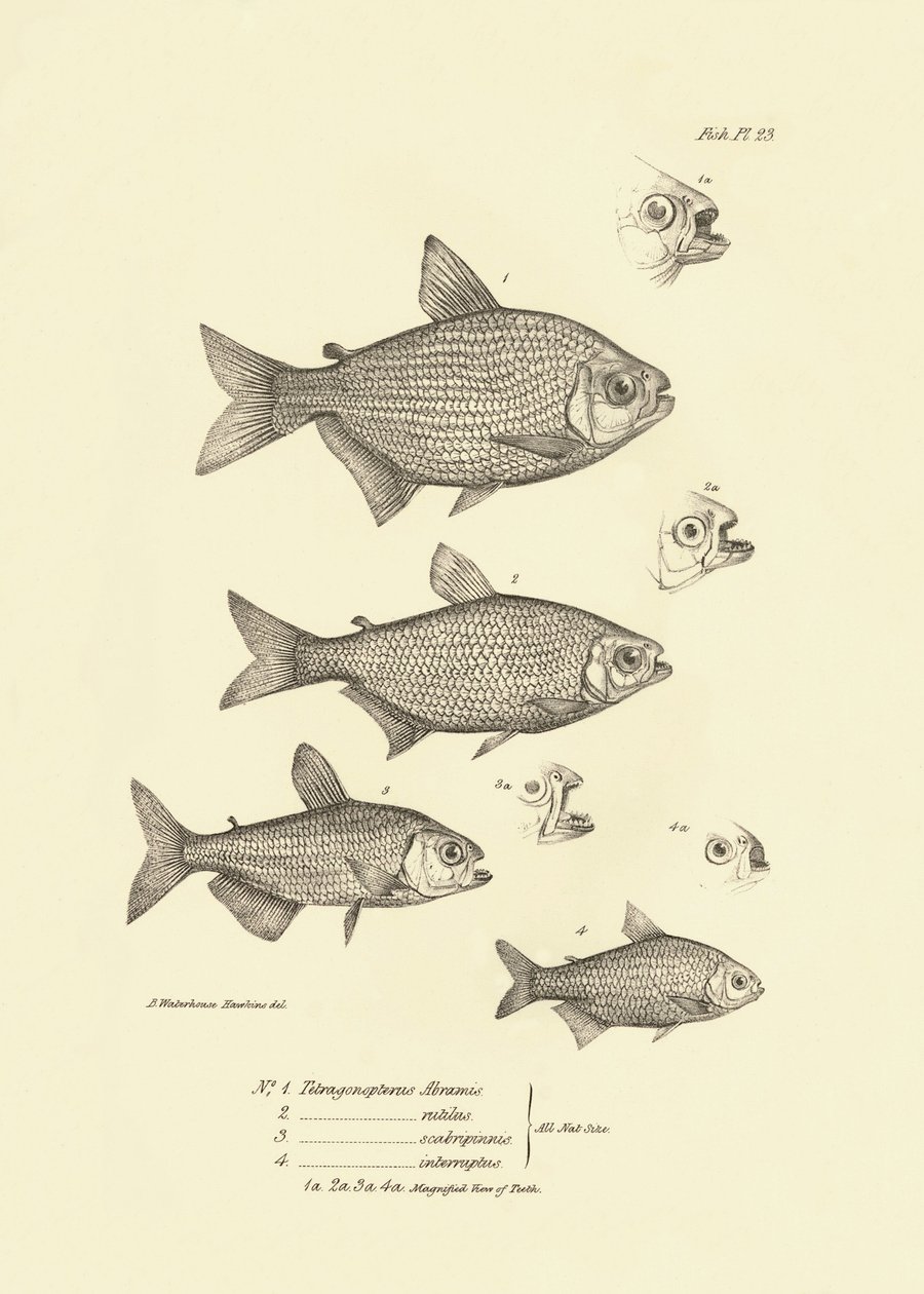 动物学：查尔斯-达尔文在贝格尔号航行期间描述的鱼类 "Tetragonopterus Abramis, rutilus, scabripinnis, interruptus"。摘自 "菲茨罗伊-达尔船长指挥的比格尔号航行的动物学 "图版 作者 未知艺术家