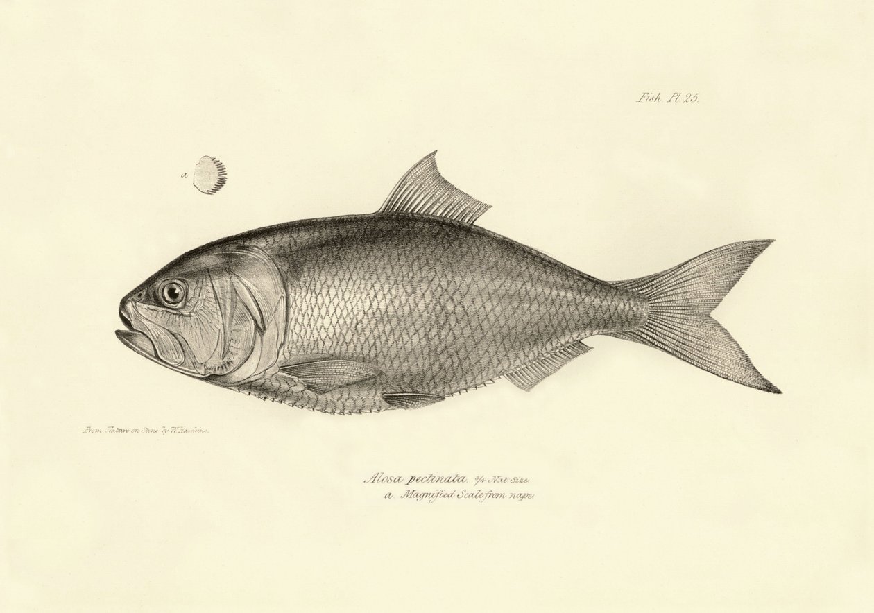 动物学：查尔斯-达尔文在贝格尔号航程中描述的 "Alosa pectinata "鱼。摘自 "1832-1836 年在菲茨罗伊船长指挥下的比格尔号航行的动物学 "的图版 作者 未知艺术家