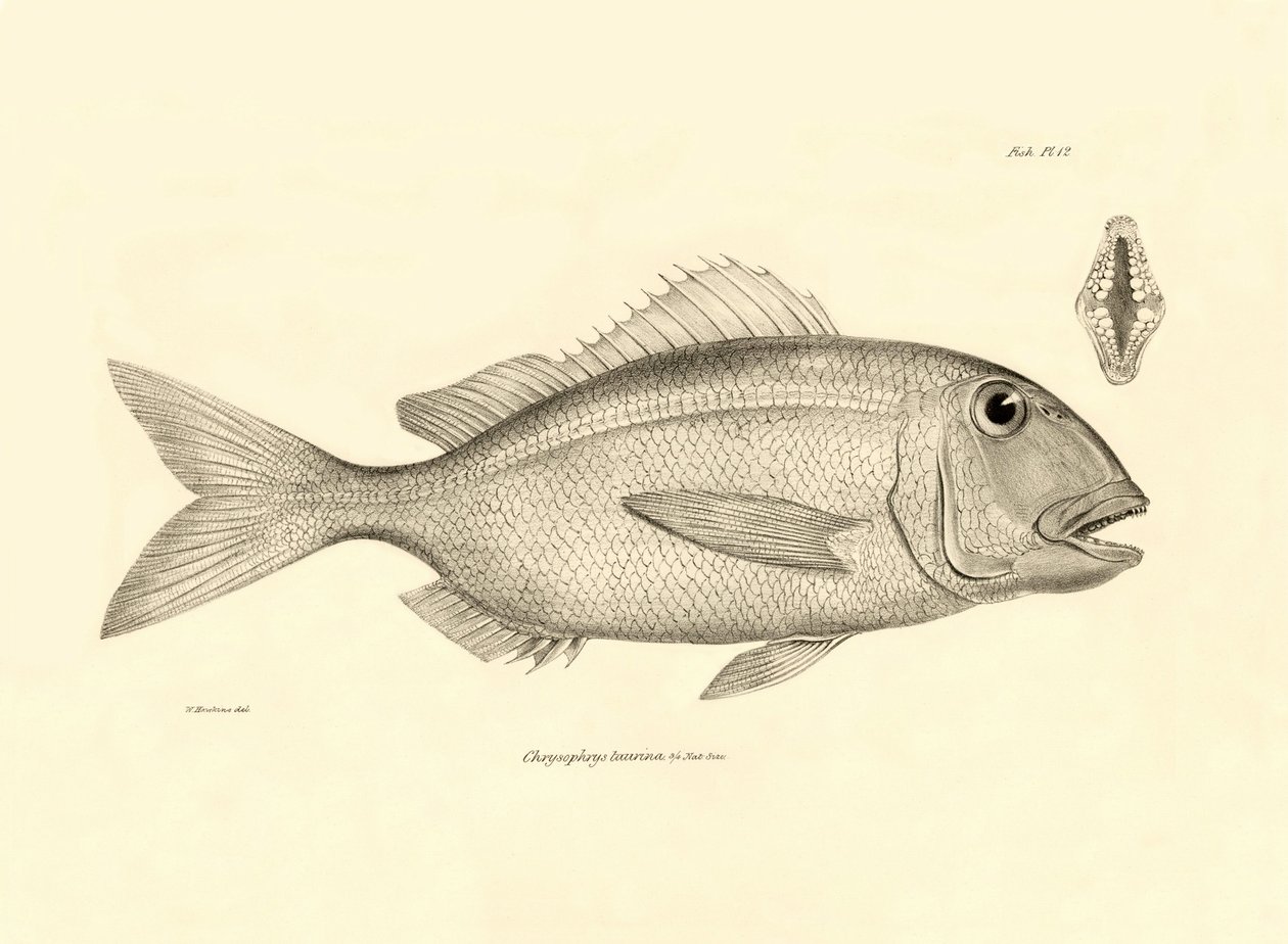 动物学：查尔斯-达尔文在贝格尔号航程中描述的鱼类 "Chrysophrys taurina"。摘自 "1832-1836 年菲茨罗伊船长指挥的比格尔号航行的动物学 "图版 作者 未知艺术家