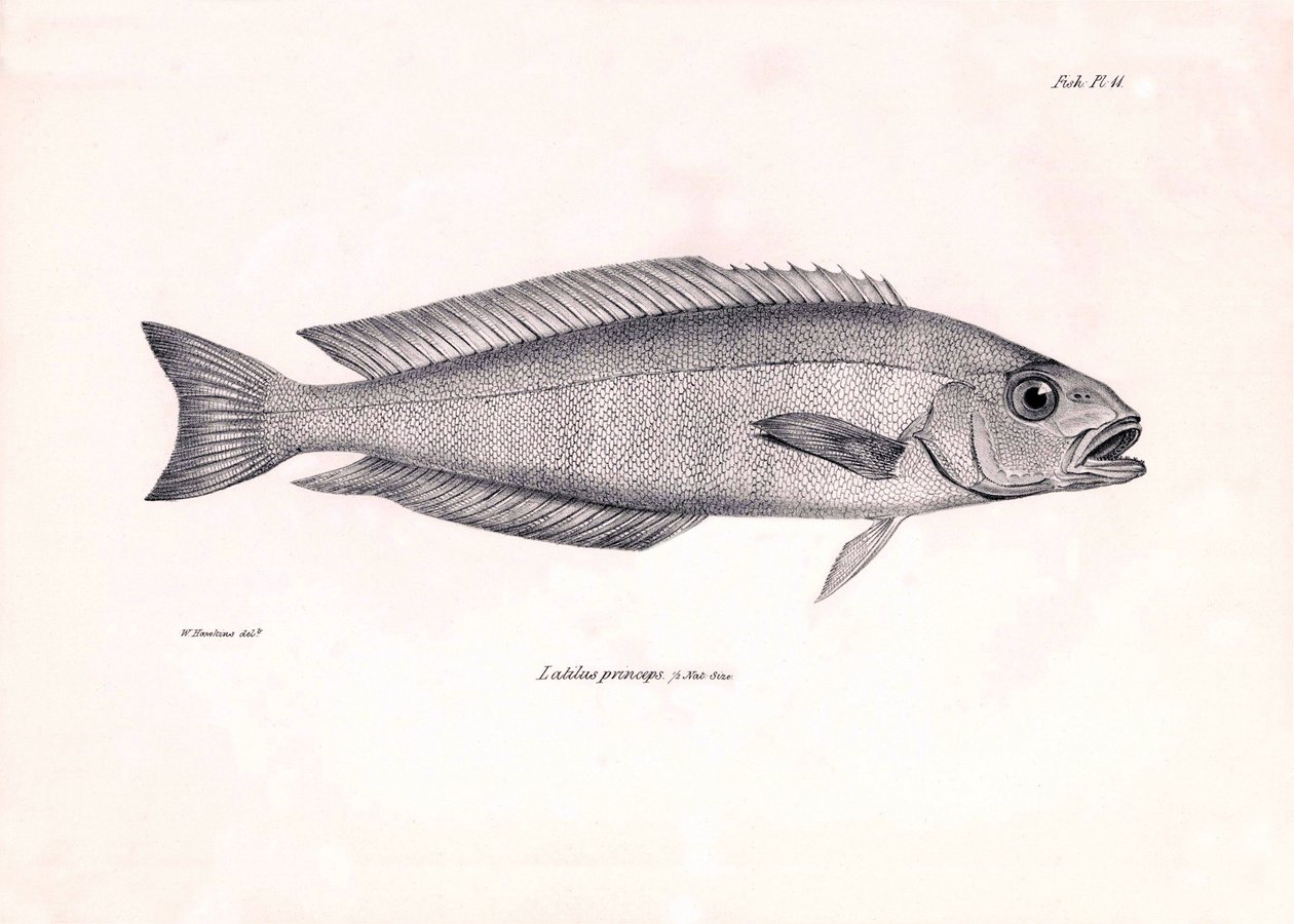 动物学：查尔斯-达尔文在贝格尔号航程中描述的 "Latilus princeps "鱼。摘自 "1832-1836 年在菲茨罗伊船长指挥下的比格尔号航行的动物学 "图版 作者 未知艺术家
