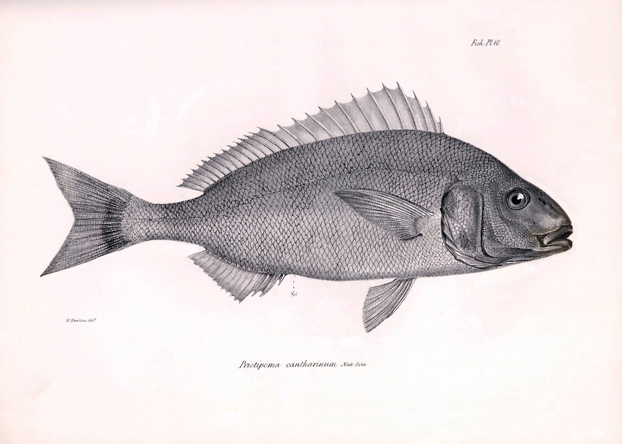 动物学：查尔斯-达尔文在贝格尔号航行期间描述的鱼类 "Pristipoma cantharinum"。摘自 "1832-1836 年在菲茨罗伊船长指挥下的比格尔号航行的动物学 "图版 作者 未知艺术家