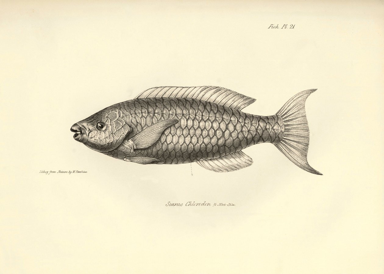 动物学：查尔斯-达尔文在贝格尔号航行期间描述的鱼类 "Scarus Chlorodon"。摘自 "1832-1836 年在菲茨罗伊船长指挥下的比格尔号航行的动物学 "的图版 作者 未知艺术家