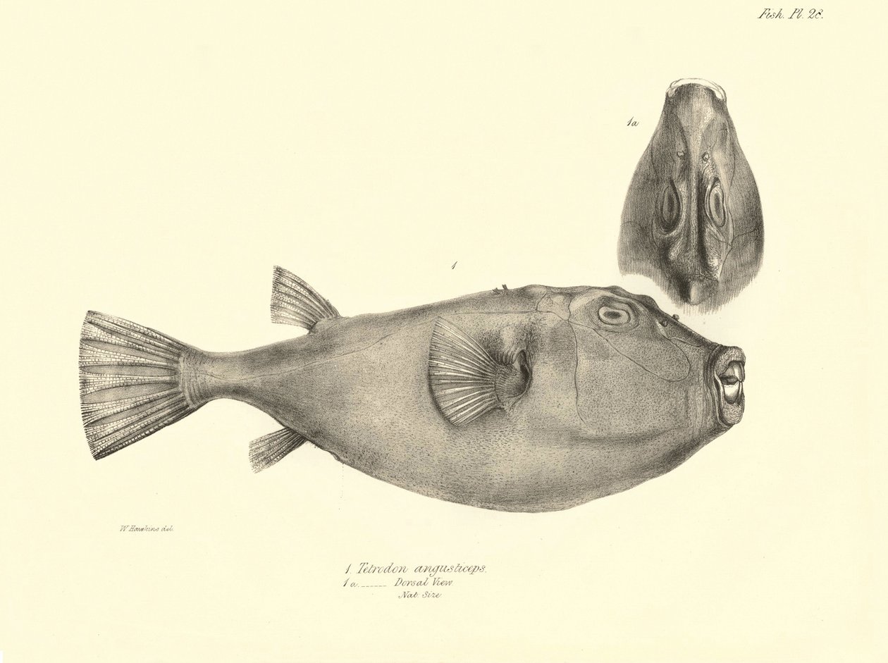 动物学：查尔斯-达尔文在贝格尔号航程中描述的鱼类 "Tetrodon (Tetraodon) angusticeps"。选自 "1832-18 年在菲茨罗伊船长指挥下的比格尔号航行的动物学 "的图版 作者 未知艺术家