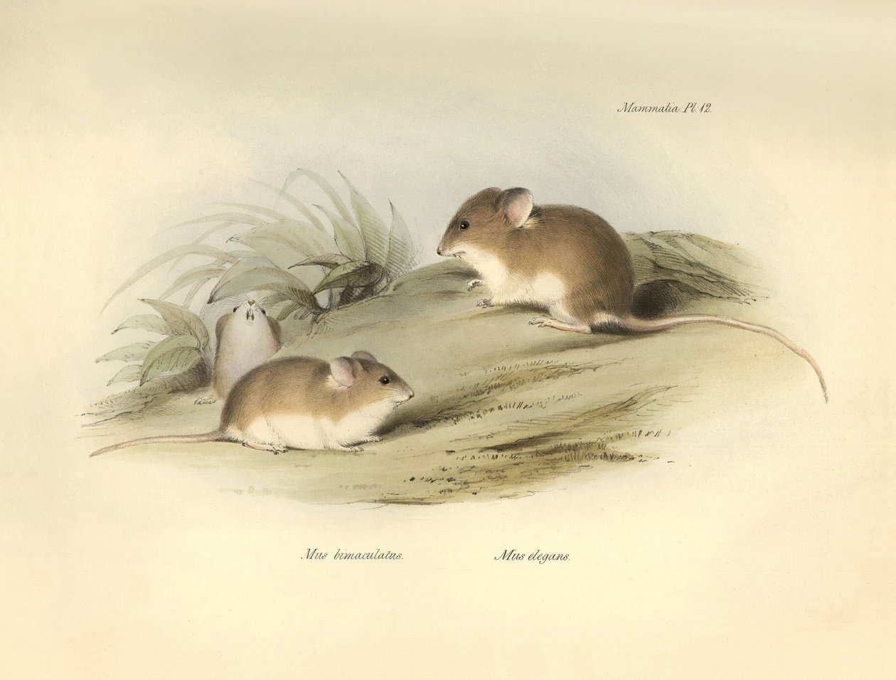 动物学：查尔斯-达尔文在贝格尔号探索之旅中描述的 "Mus albimaculatus "和 "Mus elegans"（老鼠）。摘自 "1832 年至 1818 年菲茨罗伊船长指挥比格尔号航行的动物学 "图版。 作者 未知艺术家