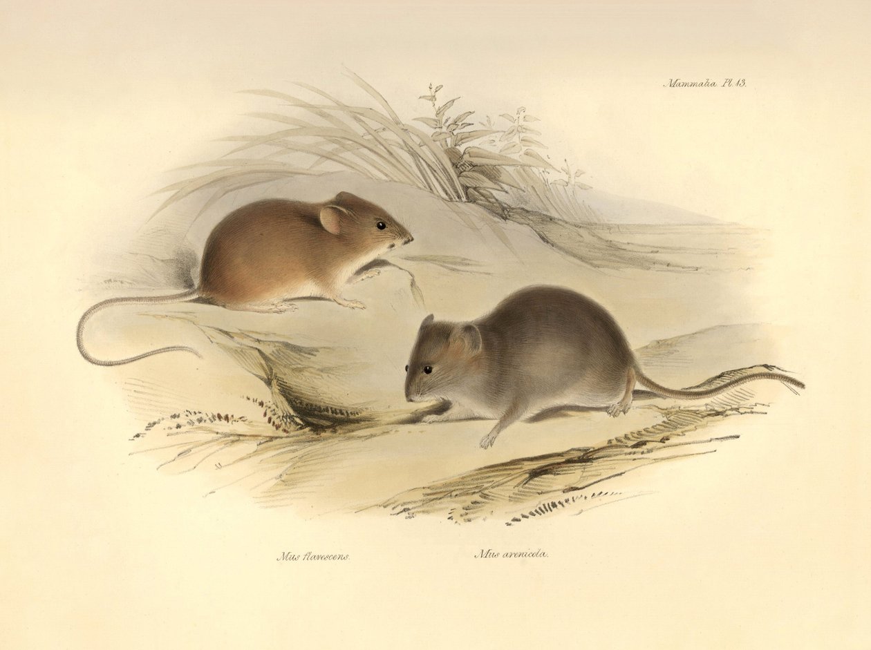 动物学：查尔斯-达尔文在贝格尔号探索之旅中描述的 "Mus flavescens "和 "Mus arenicola"（老鼠）。摘自 "1832 年至 1836 年菲茨罗伊船长指挥的比格尔号航行动物学 "图版 作者 未知艺术家
