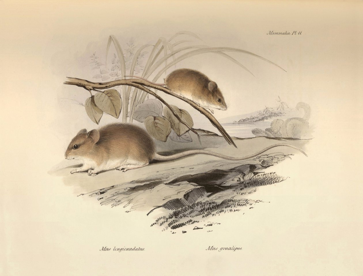 动物学：查尔斯-达尔文在贝格尔号探索之旅中描述的 "Mus longicaudatus "和 "Mus gracilipes"（老鼠）。摘自 "1832 年至 1832 年菲茨罗伊船长指挥的比格尔号航行动物学 "的插图。 作者 未知艺术家
