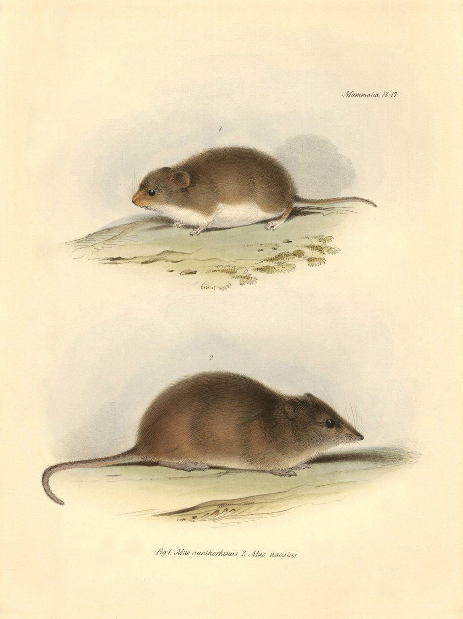 动物学：查尔斯-达尔文在贝格尔号探索之旅中描述的 "Mus xanthorhinus "或田鼠和 "Mus nasutus"。摘自 "1832 年至 1844 年菲茨罗伊船长指挥比格尔号航行的动物学 "的图版。 作者 未知艺术家