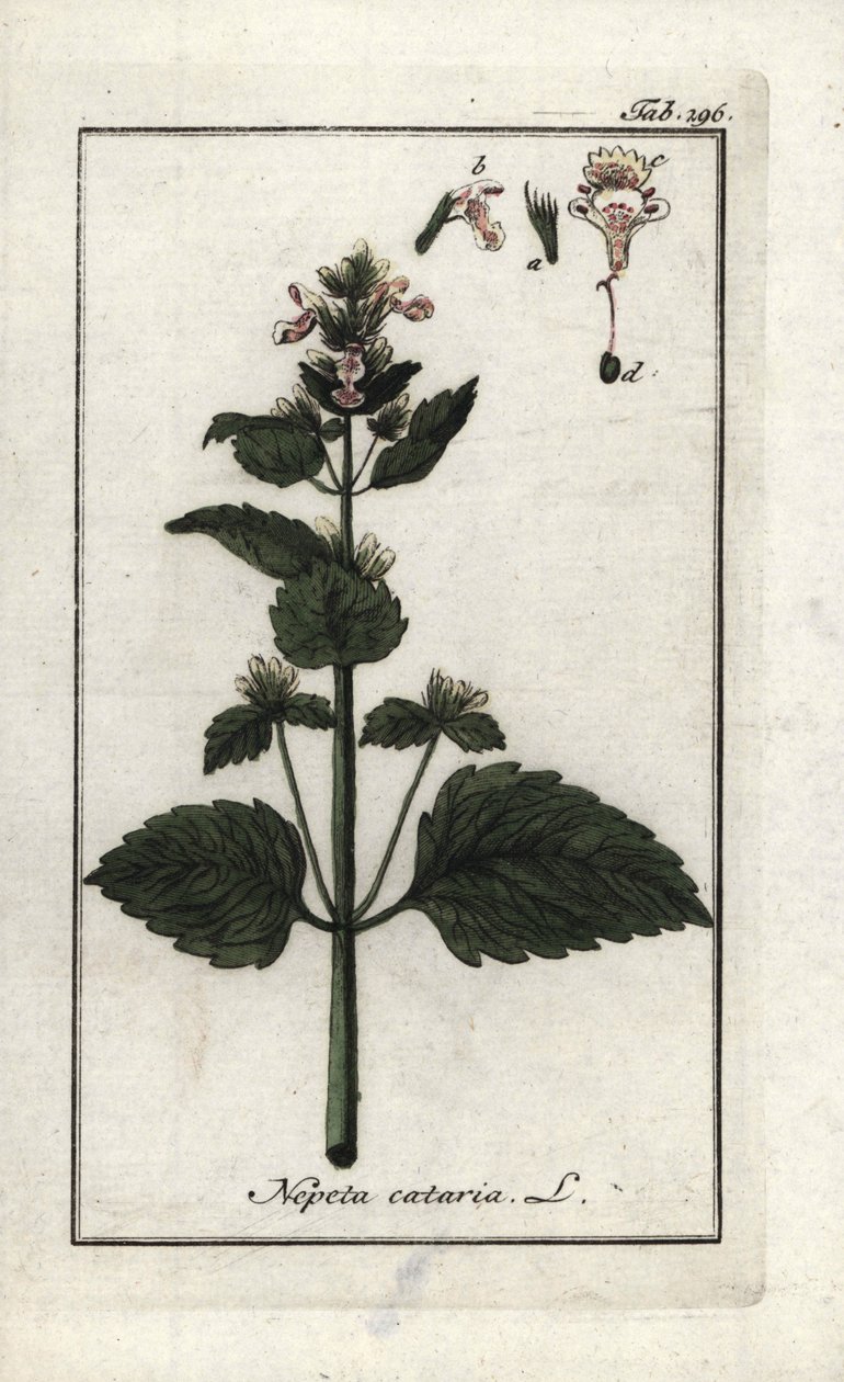 猫薄荷（Nepeta cataria）。约翰内斯-佐恩（Johannes Zorn，1739-1799 年）"Afbeelding der Artseny-Gewassen "中的石版画，荷兰 作者 未知艺术家