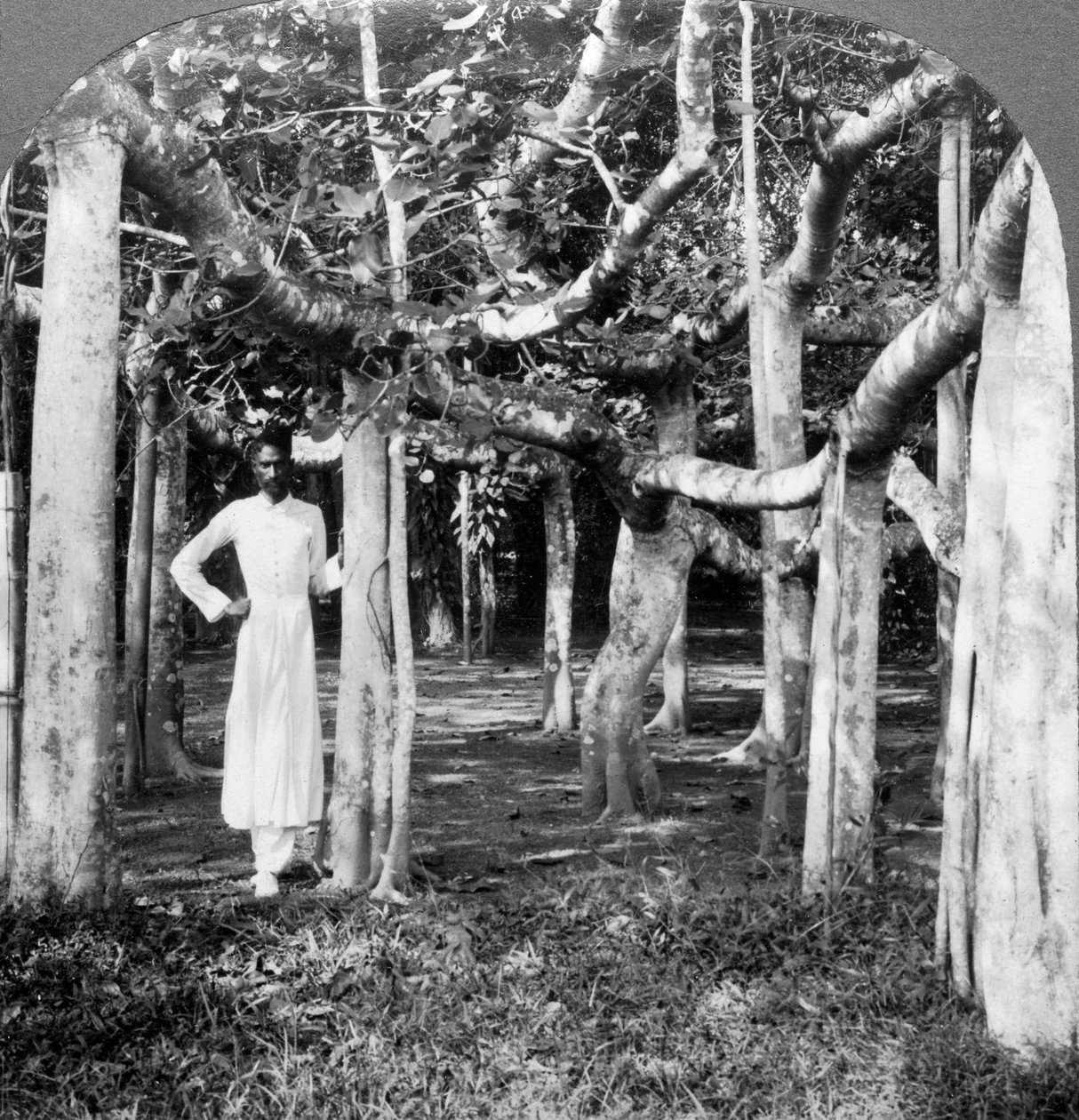 1900年代，印度加尔各答榕树的根中。 作者 安德伍德和安德伍德