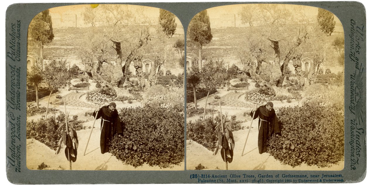 古老的橄榄树，在耶路撒冷附近的客西马尼花园里，巴勒斯坦，1905年。 作者 安德伍德和安德伍德