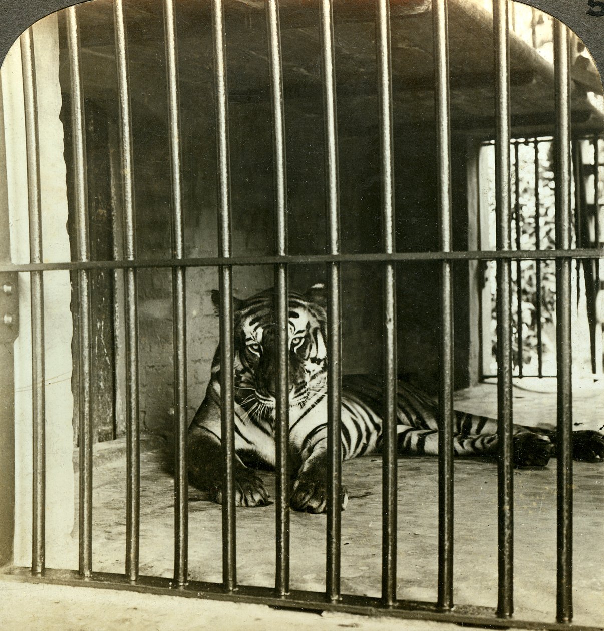 在印度加尔各答（C1903），被捕食人的老虎被指造成200人死亡。 作者 安德伍德和安德伍德