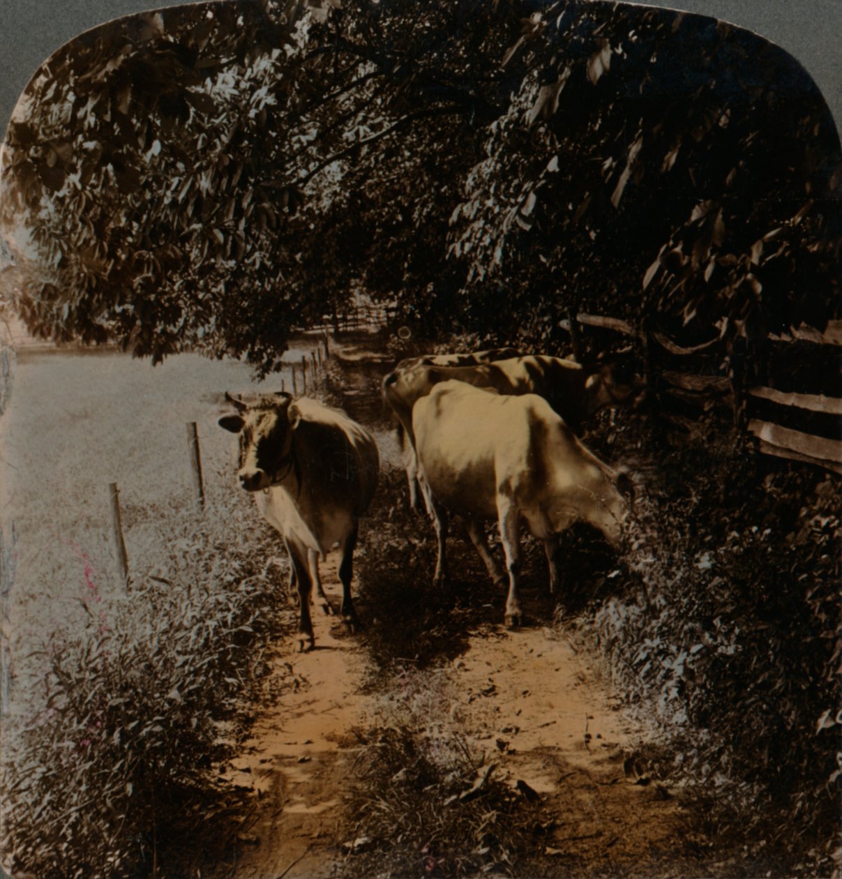 挤奶时间大约在1900年，奶牛回家。艺术家：埃尔默·安德伍德（Elmer Underwood），伯特·埃里亚斯·安德伍德（Bert Elias Underwood）。 作者 安德伍德和安德伍德