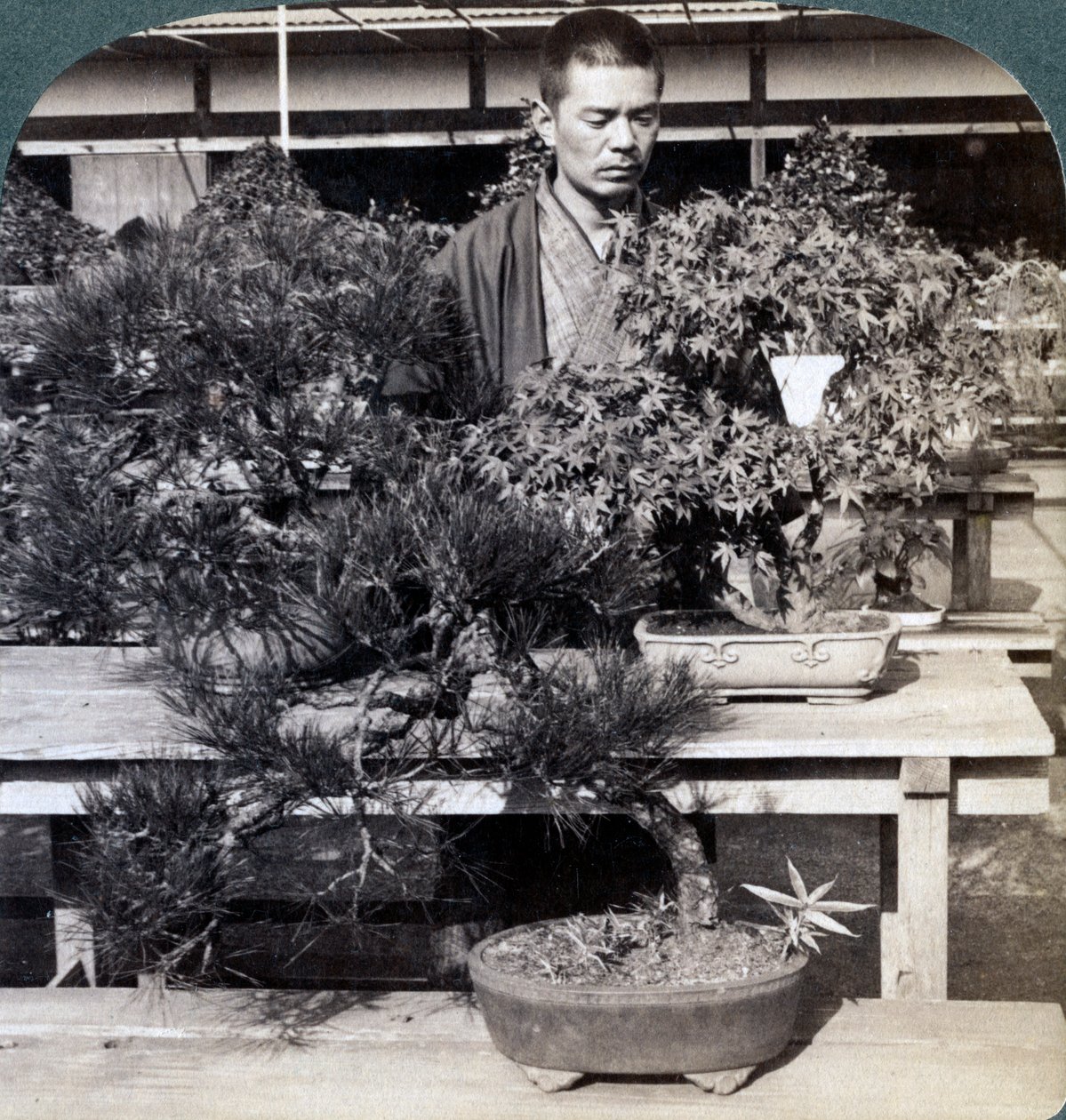 1904年，日本东京大沼伯爵温室中的矮松和枫树 作者 安德伍德和安德伍德