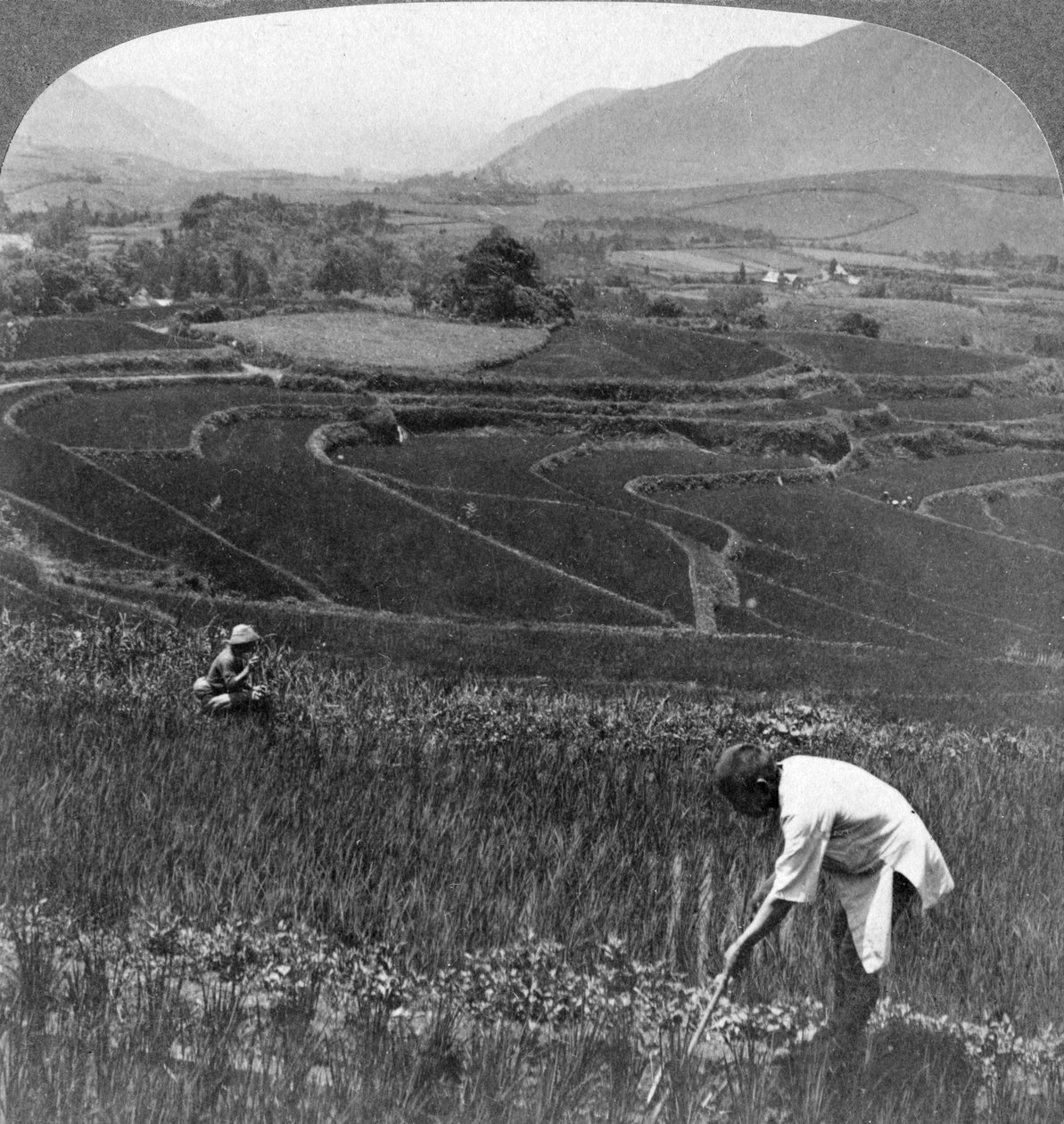 1904年，日本阿苏山老火山口的肥沃稻田。 作者 安德伍德和安德伍德