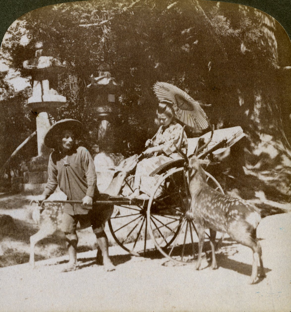 1904年，日本奈良春日大寺，在祈祷的路上喂食神圣鹿的女孩 作者 安德伍德和安德伍德