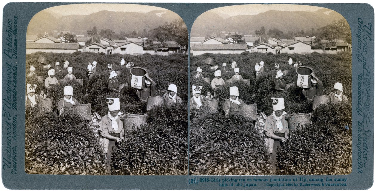 1904年，女孩在日本宇治的著名种植园采茶 作者 安德伍德和安德伍德