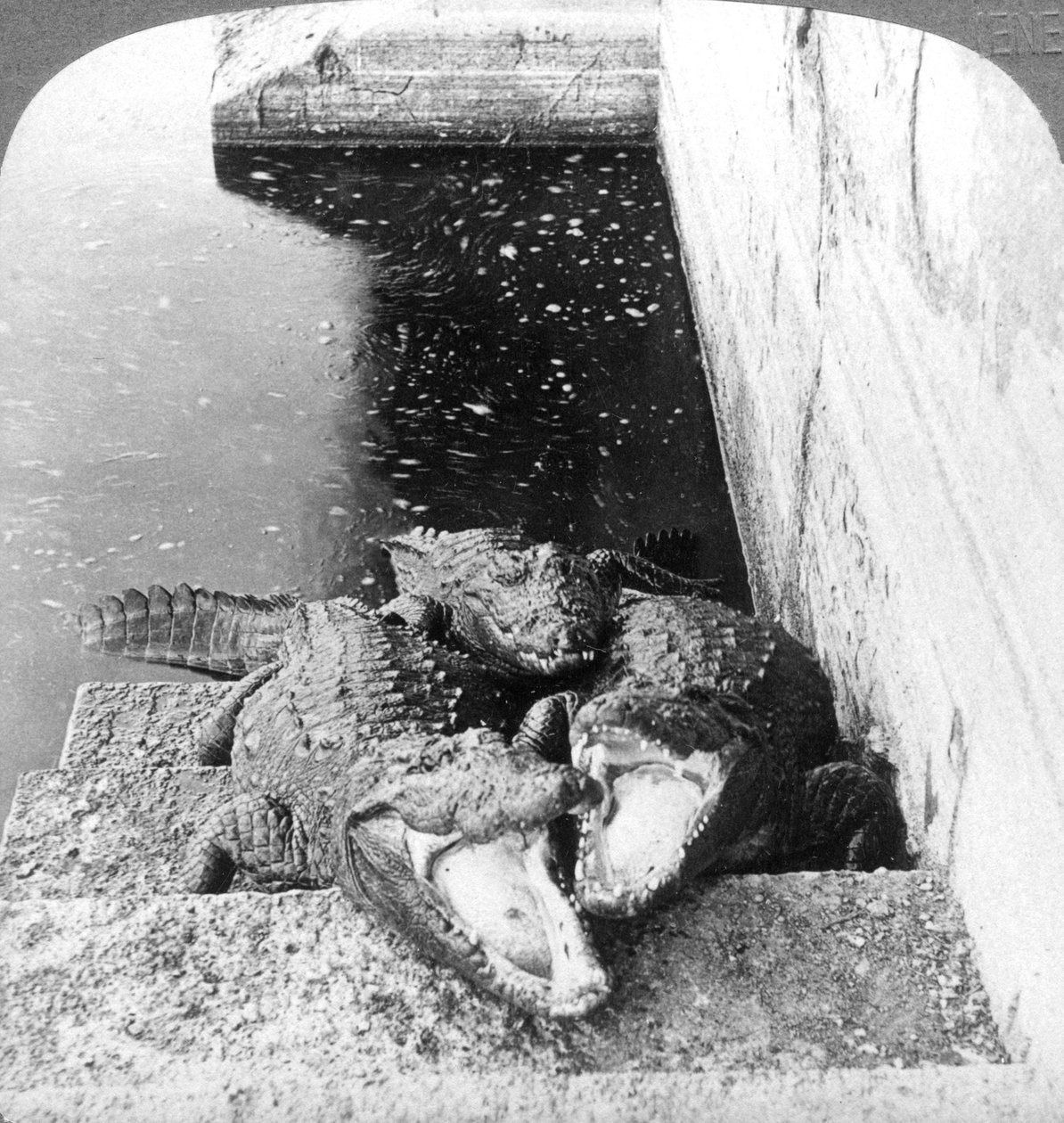 食人鳄鱼，印度，1904年。 作者 安德伍德和安德伍德