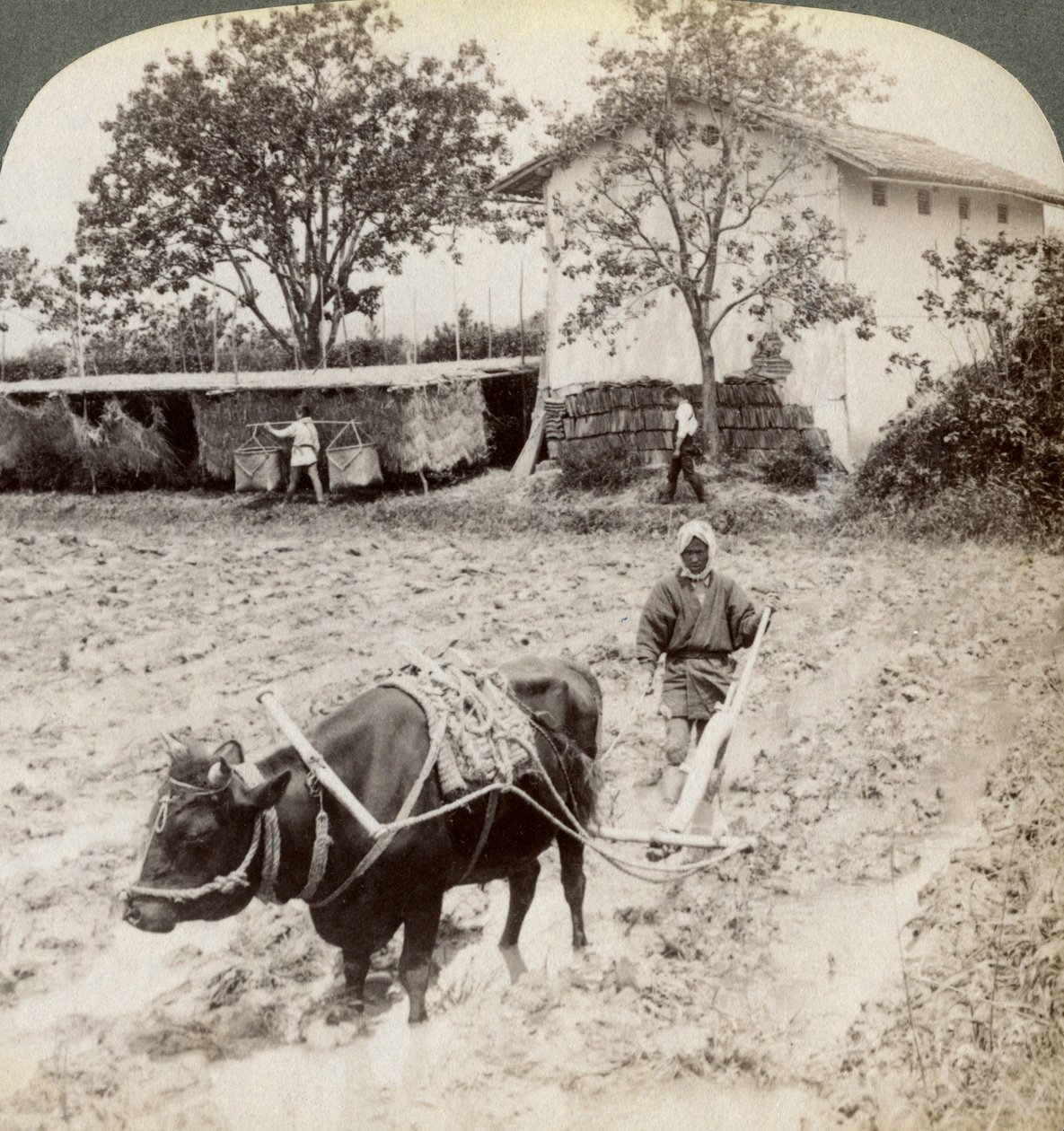 1904年，在日本京都附近的宇治主要道路以北，耕作水稻的水田。 作者 安德伍德和安德伍德