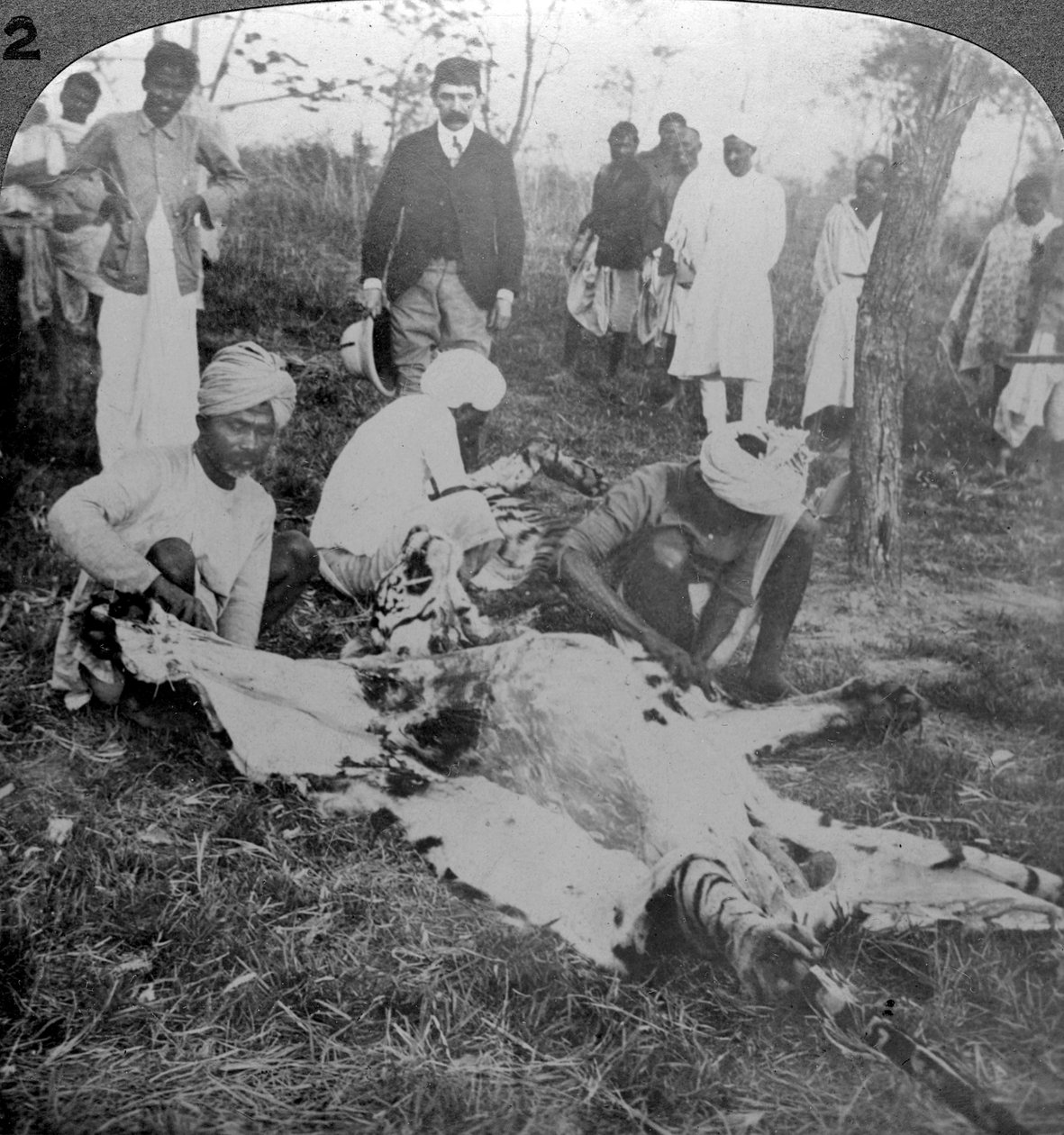剥去一只死老虎的皮，拍摄于约1900年代印度库克·比哈尔（Cooch Behar）的大君。 作者 安德伍德和安德伍德