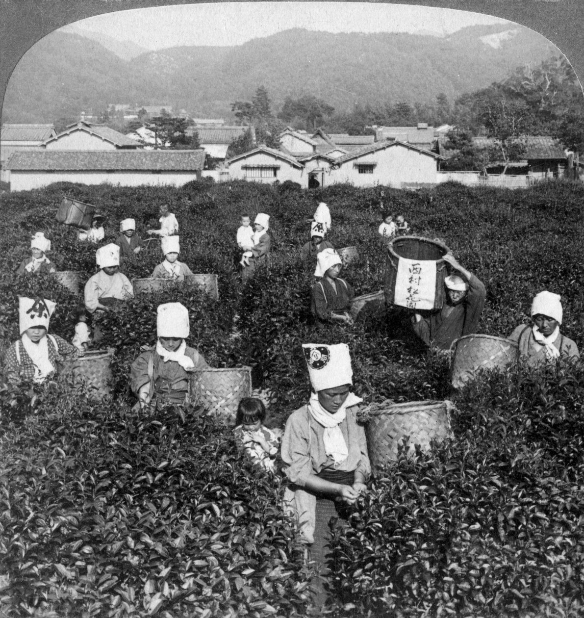 1904年在日本宇治采茶。 作者 安德伍德和安德伍德