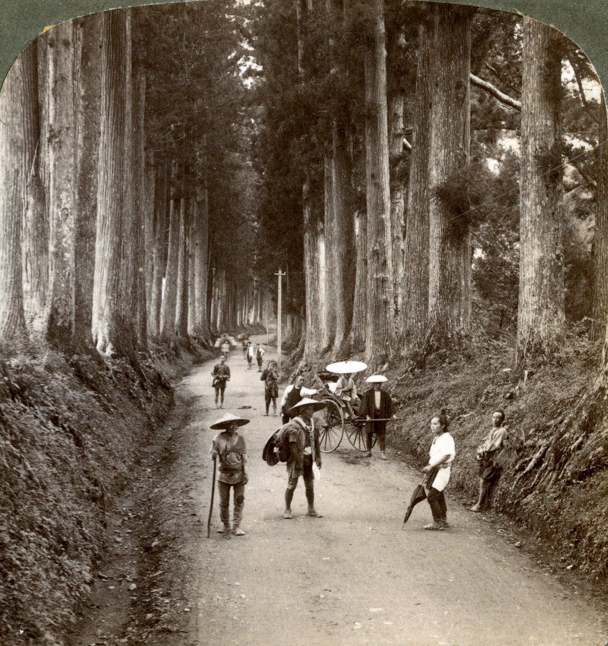这些小树林是神的第一座庙宇，1904年在日本日光市的高贵柳杉大道 作者 安德伍德和安德伍德