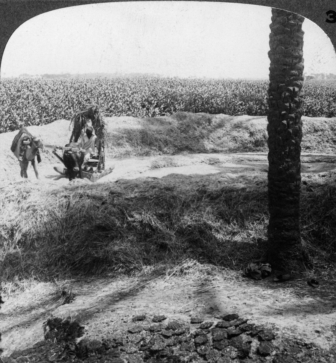 1905年在埃及脱粒。 作者 安德伍德和安德伍德