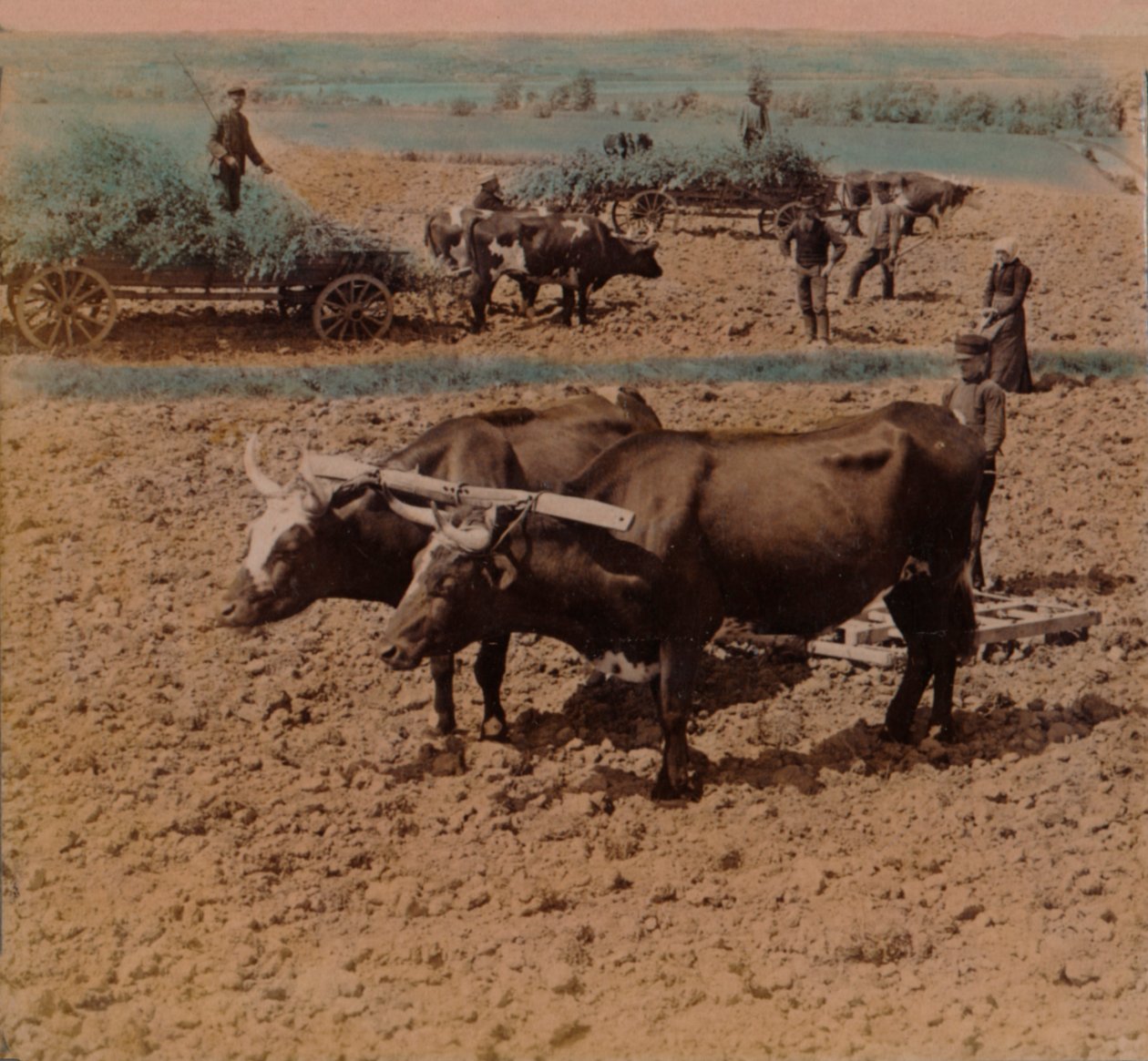 节俭的乡亲和他们的牲畜在瑞典延雪平附近的一个农场工作，1905年。艺术家：埃尔默·安德伍德（Elmer Underwood），伯特·埃里亚斯·安德伍德（Bert Elias Underwood）。 作者 安德伍德和安德伍德