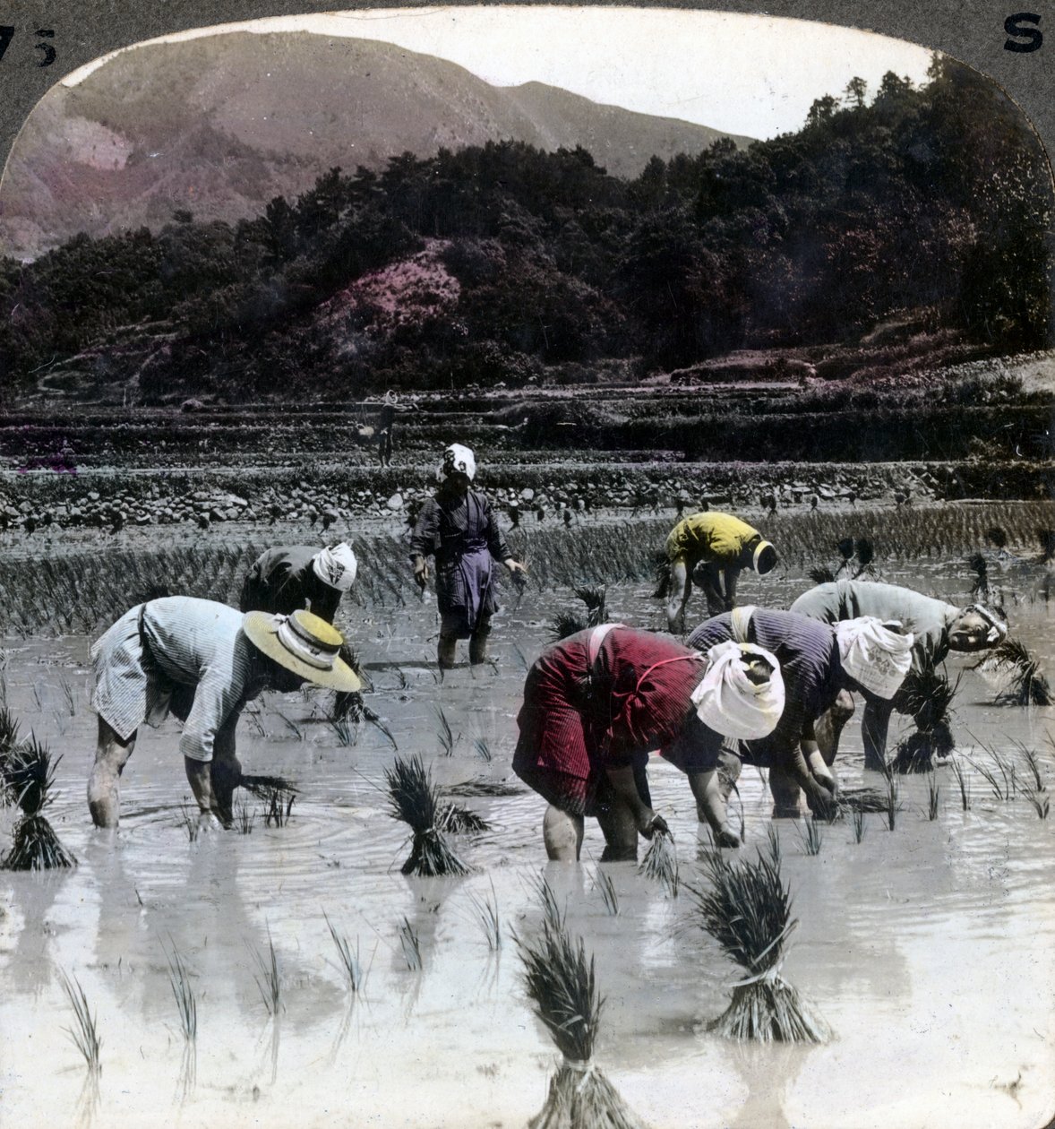 1904年，日本在稻田中插秧。 作者 安德伍德和安德伍德