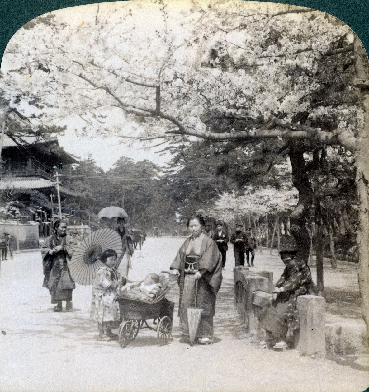 在樱花下，沿着芝芝公园主大道向东北看，日本东京，1904年 作者 安德伍德和安德伍德