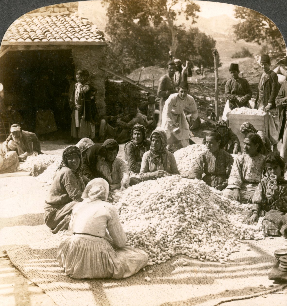 1900年代，叙利亚安提阿，妇女在整理大堆丝绸茧。 作者 安德伍德和安德伍德