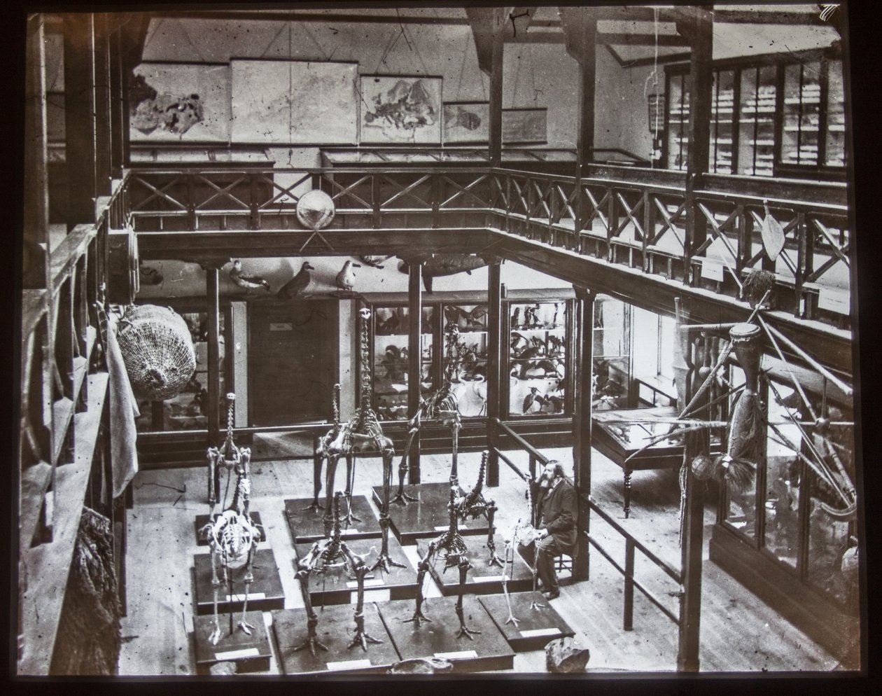 Moa骷髅展，1870年 作者 不明