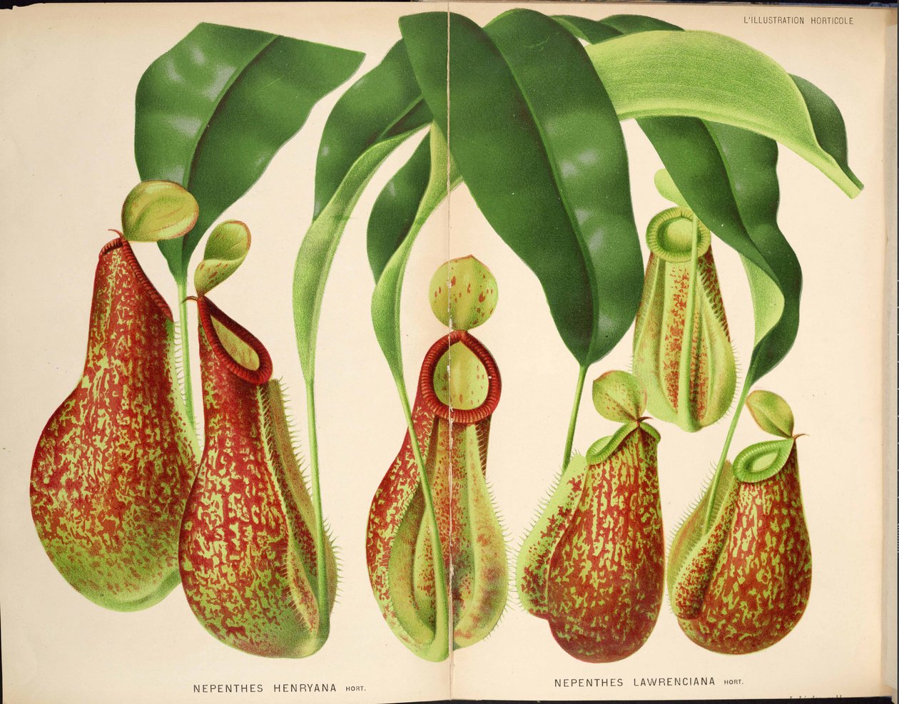 Nepenthes henryana＆Nepenthes lawrenciana  -  L&39;Illustration horticole（1882） 作者 不明