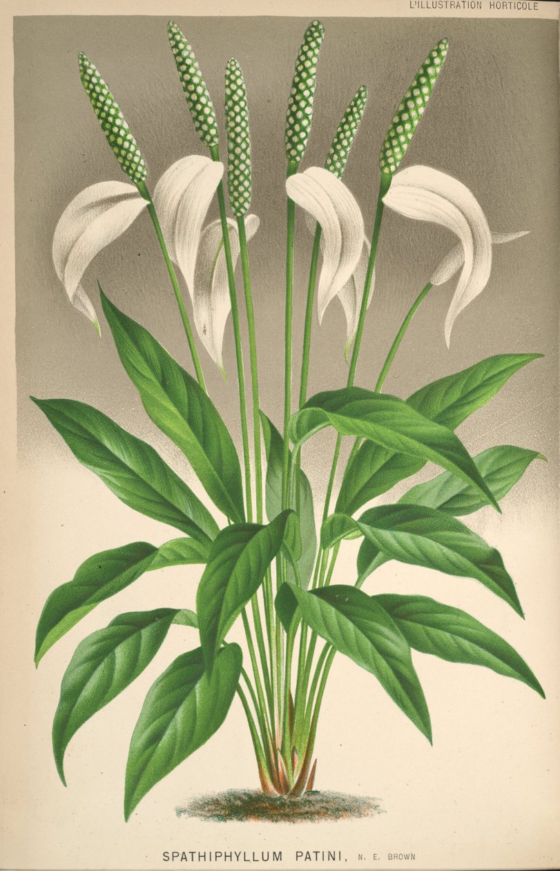 Spathiphyllum patinii 作者 不明