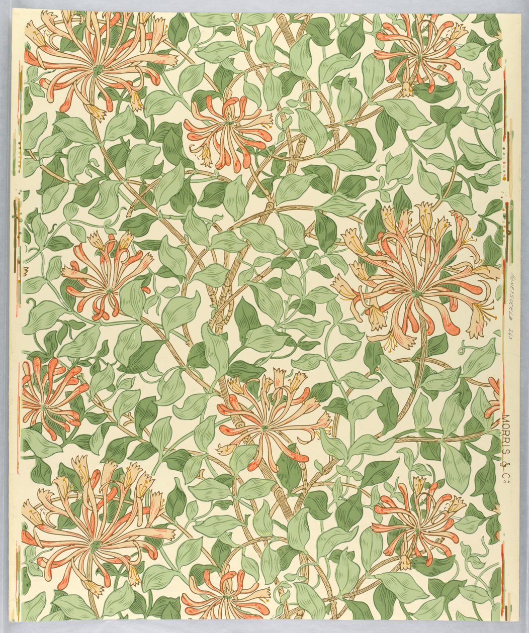 Sidewall，Honeysuckle，1883 作者 不明