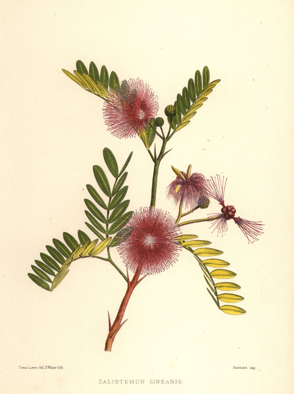 洗瓶，Callistemon linearis（Calistemon linearis） 作者 不明