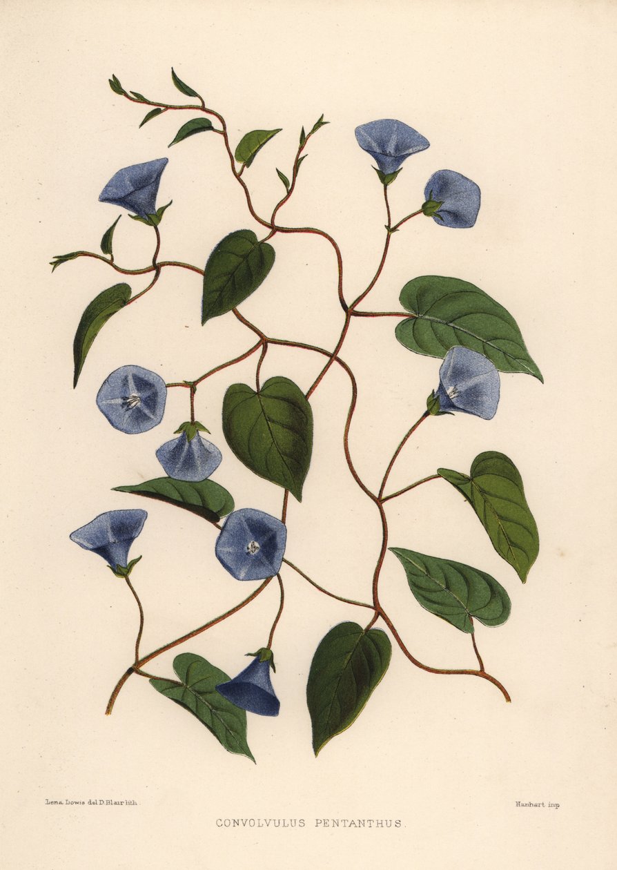 Clustervine，Jacquemontia pentanthos（Convolvulus pentanthus） 作者 不明
