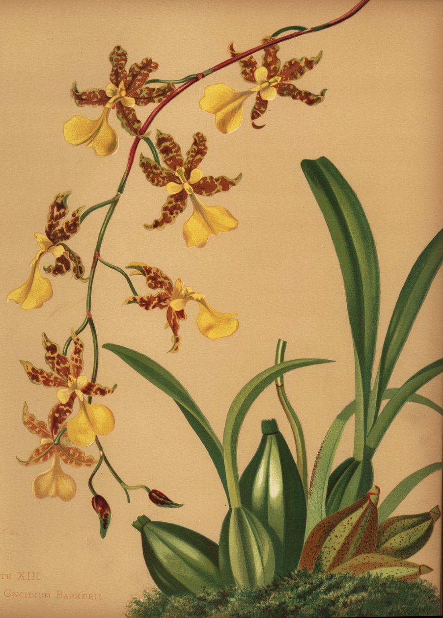 跳舞女士兰花，Oncidium tigrinum（Oncidium barkerii） 作者 不明