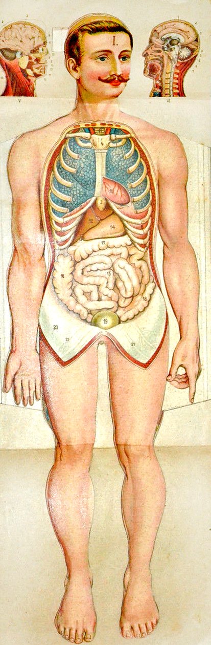 人体解剖学折叠教育模型，c。 1895年 作者 不明
