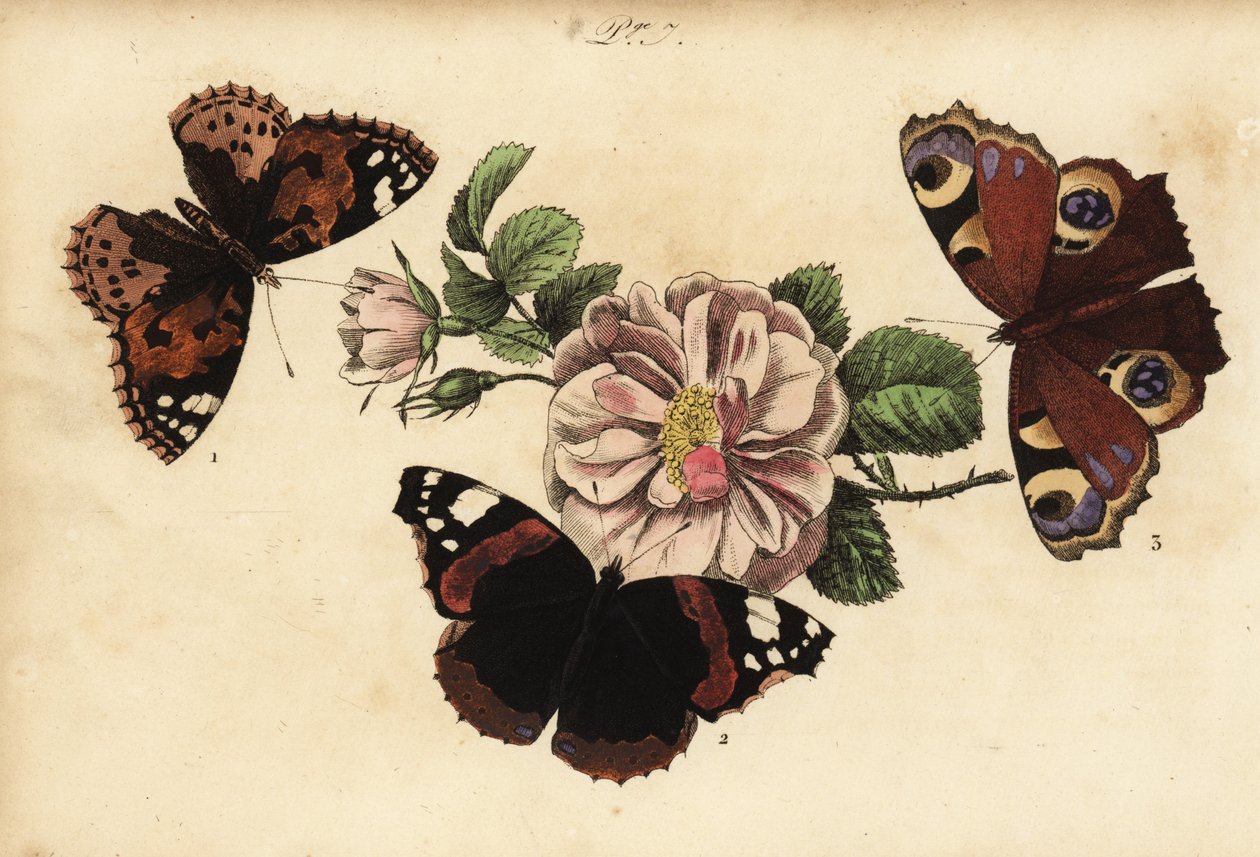 彩绘女士蝴蝶，Vanessa cardui 1，红海军上将，Vanessa atalanta 2和欧洲孔雀，Aglais io 3 作者 不明