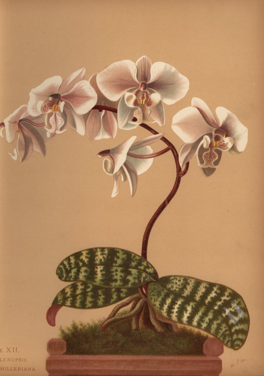 蝴蝶兰（Phalenopsis schilleriana） 作者 不明