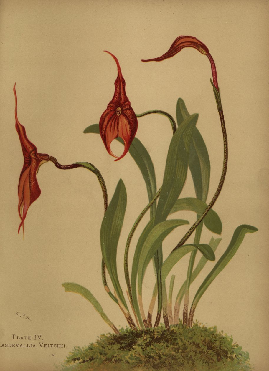 Veitchs masdevallia或masdevallias的国王，Masdevallia veitchiana 作者 不明