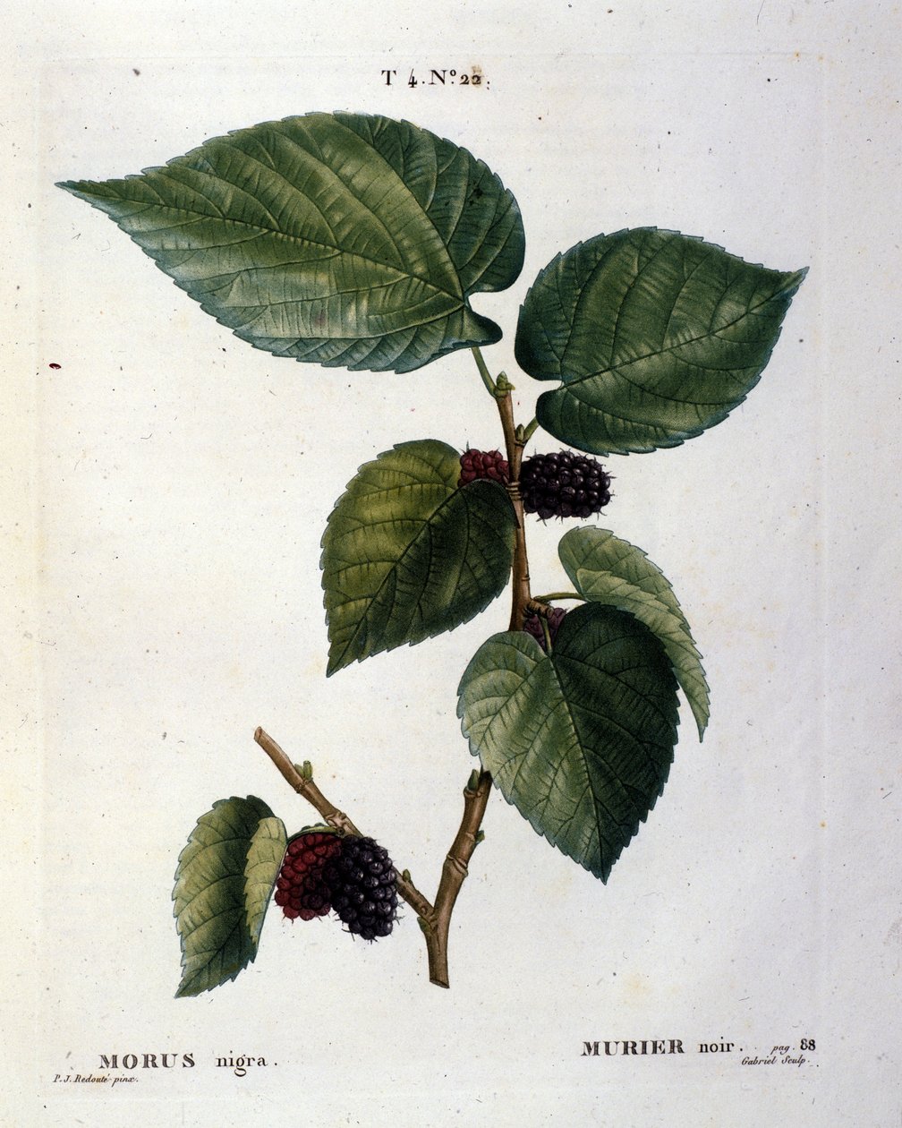 A black murier and its fruits: botanical board of the 19th century. 作者 未知艺术家