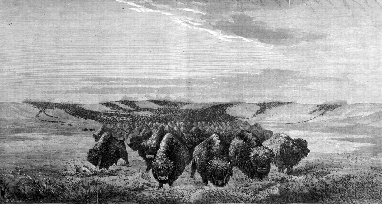A huge gathering of bison crosses the meadow in the Missouri Valley 作者 未知艺术家