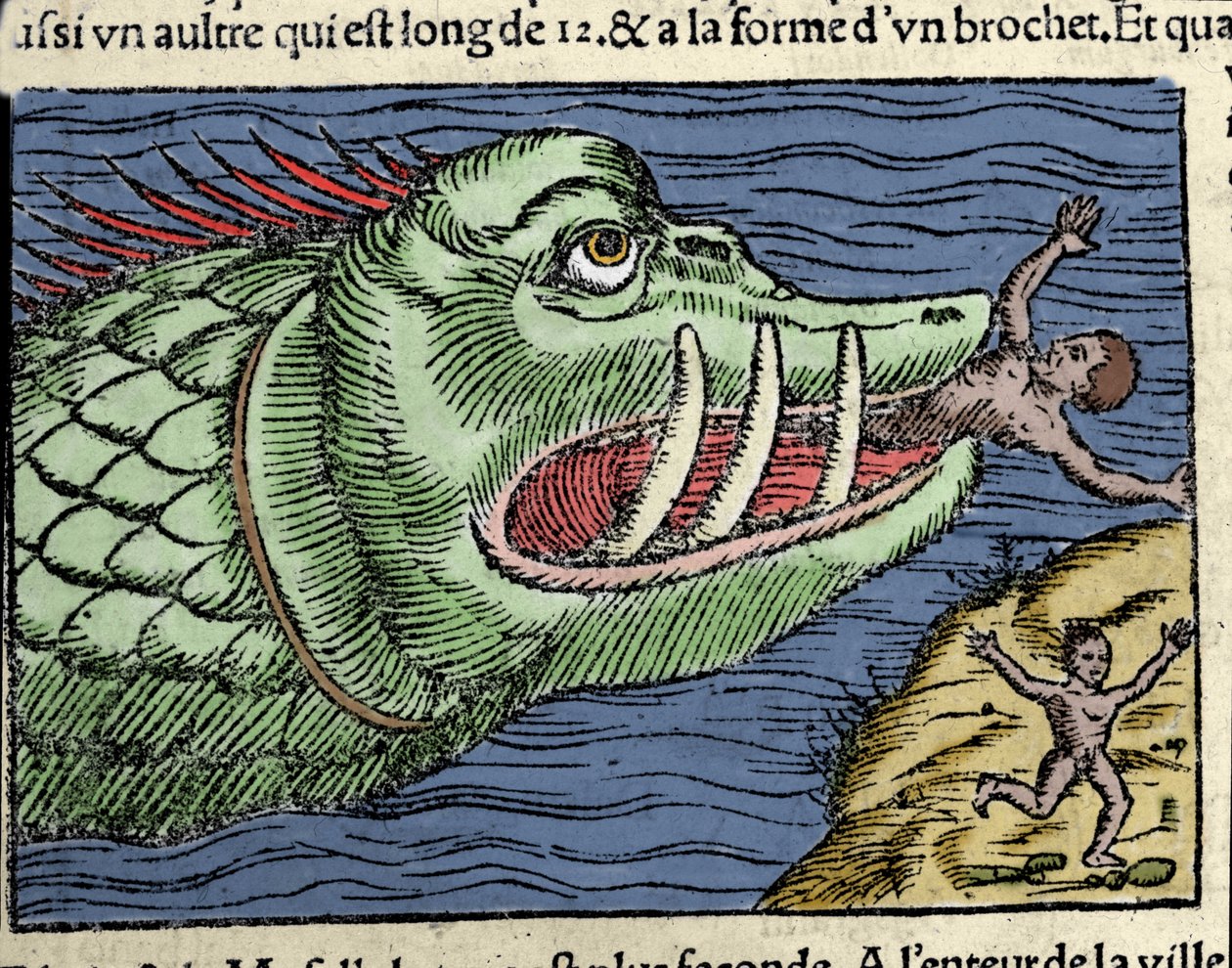 一个海洋怪物在挪威海岸附近击败了一名游泳者。 Olaus Magnus (1490 - 1557) 雕刻，瑞典宗教和地理学家，“Historia de Gentis Septentrionalibus”，威尼斯 作者 未知艺术家