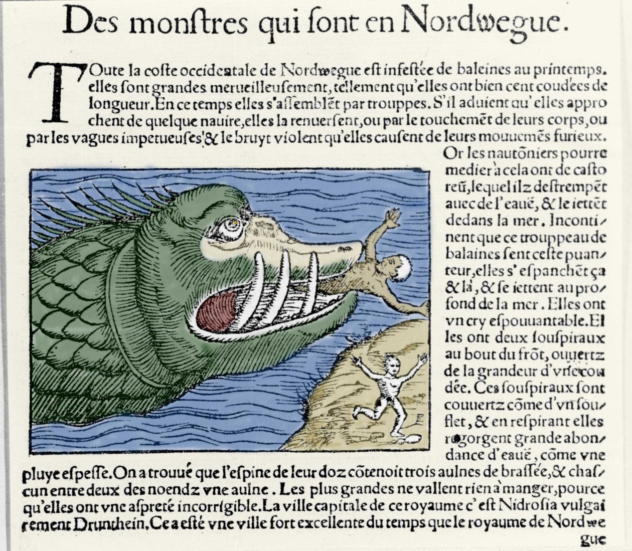 一个海洋怪物在挪威海岸附近击败了一名游泳者。 Olaus Magnus (1490 - 1557) 雕刻，瑞典宗教和地理学家，“Historia de Gentis Septentrionalibus”，威尼斯 作者 未知艺术家