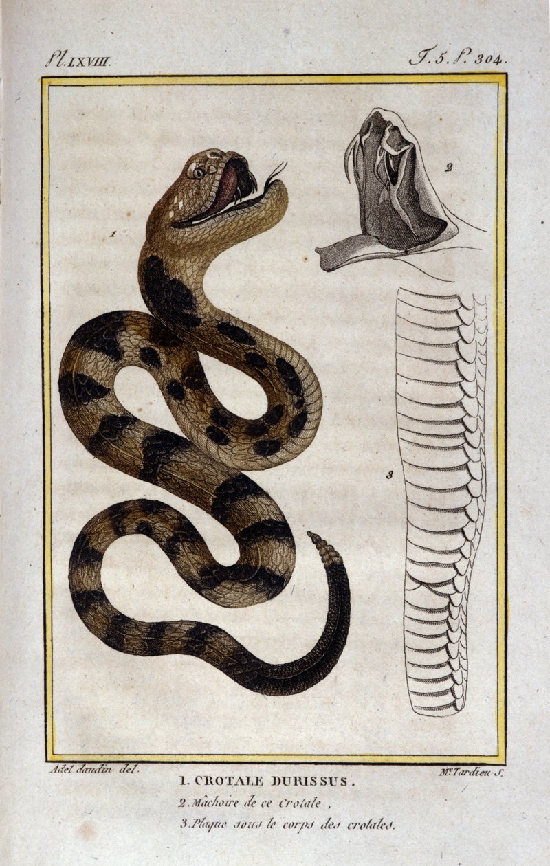 响尾蛇。 博物学家乔治·路易斯·勒克莱尔 (Georges Louis Leclerc，布冯伯爵，1707 - 1788 年) 对“布冯作品”进行的自然历史处理中的盘子。 19世纪 作者 未知艺术家