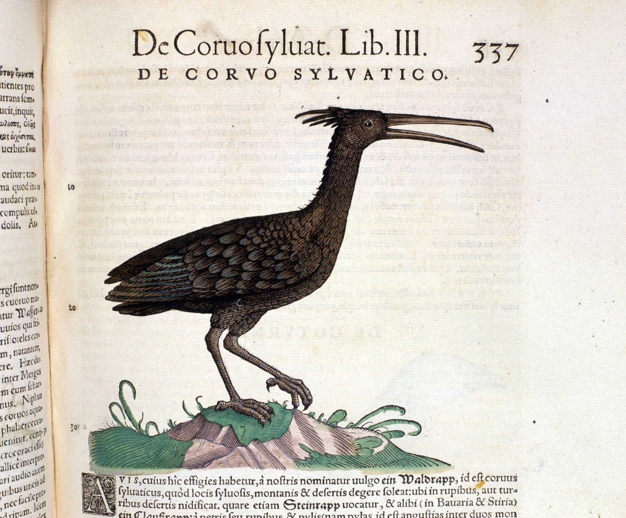 来自苏黎世康拉德·格斯纳 (Conrad Gesner) 历史的野生动物乌鸦，1560 年。位置国家布雷登斯。 米兰 作者 未知艺术家