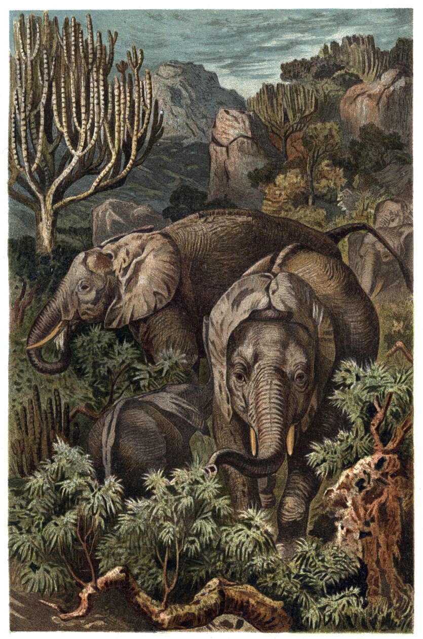 非洲象（Loxodonta）--非洲象（Loxodonta）--来自阿尔弗雷德-埃德蒙-布雷姆（1829-1884）的《布雷姆的动物生活》的雕刻品 作者 未知艺术家