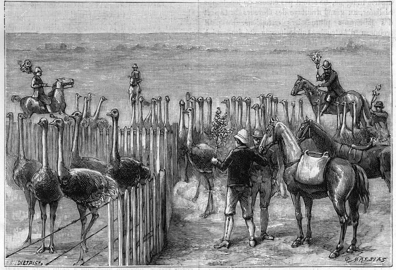 1895年，非洲南部希特顿塔的一个鸵鸟公园。 作者 未知艺术家